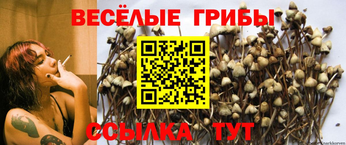 Галлюциногенные грибы мицелий Майкоп